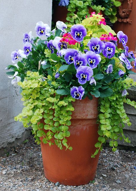 I Am So Ready For Spring Garden Containers