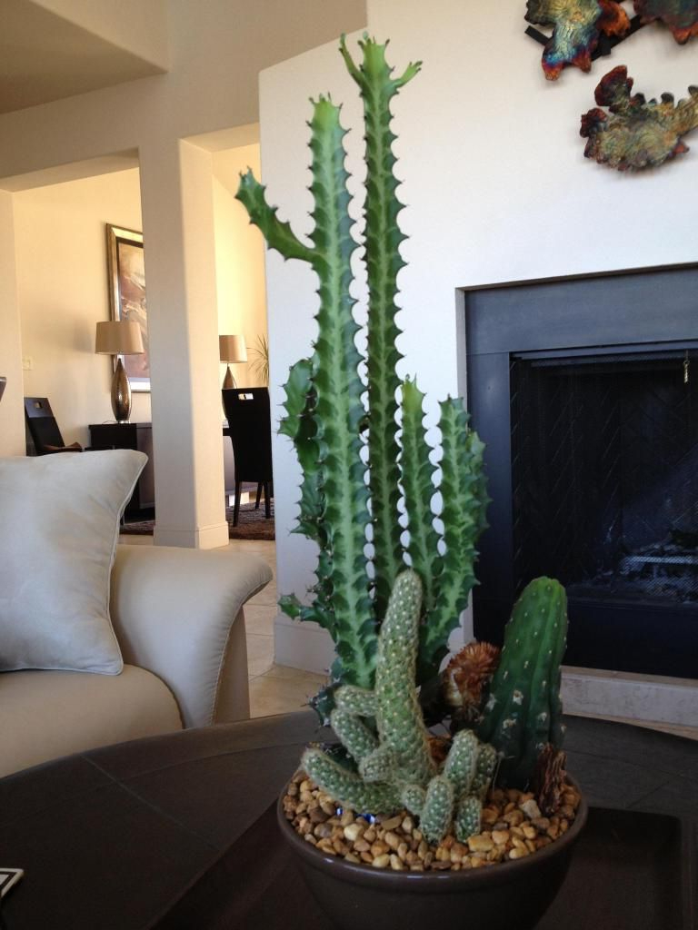 Indoor Cactus Images Indoor Cactus Indoor Cactus