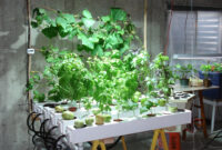 Indoor Hydroponic Garden Under Hid Metal Halide Plant Grow
