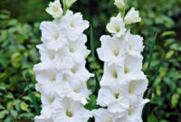 Kardelis White Friendship Lot Gladiolus X Hybridus