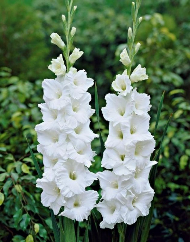 Kardelis White Friendship Lot Gladiolus X Hybridus