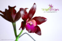 Lc Sagarik Wax African Beauty Buy Orchids Online At Www
