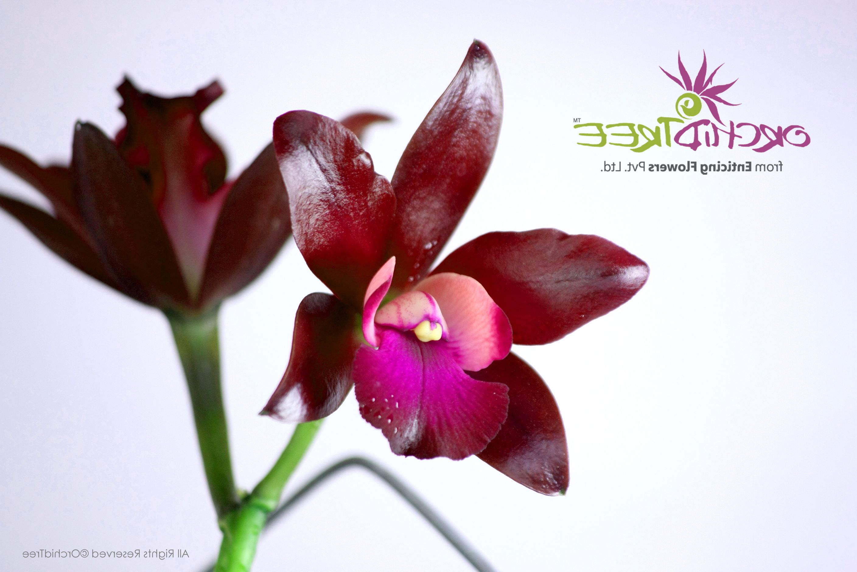 Lc Sagarik Wax African Beauty Buy Orchids Online At Www