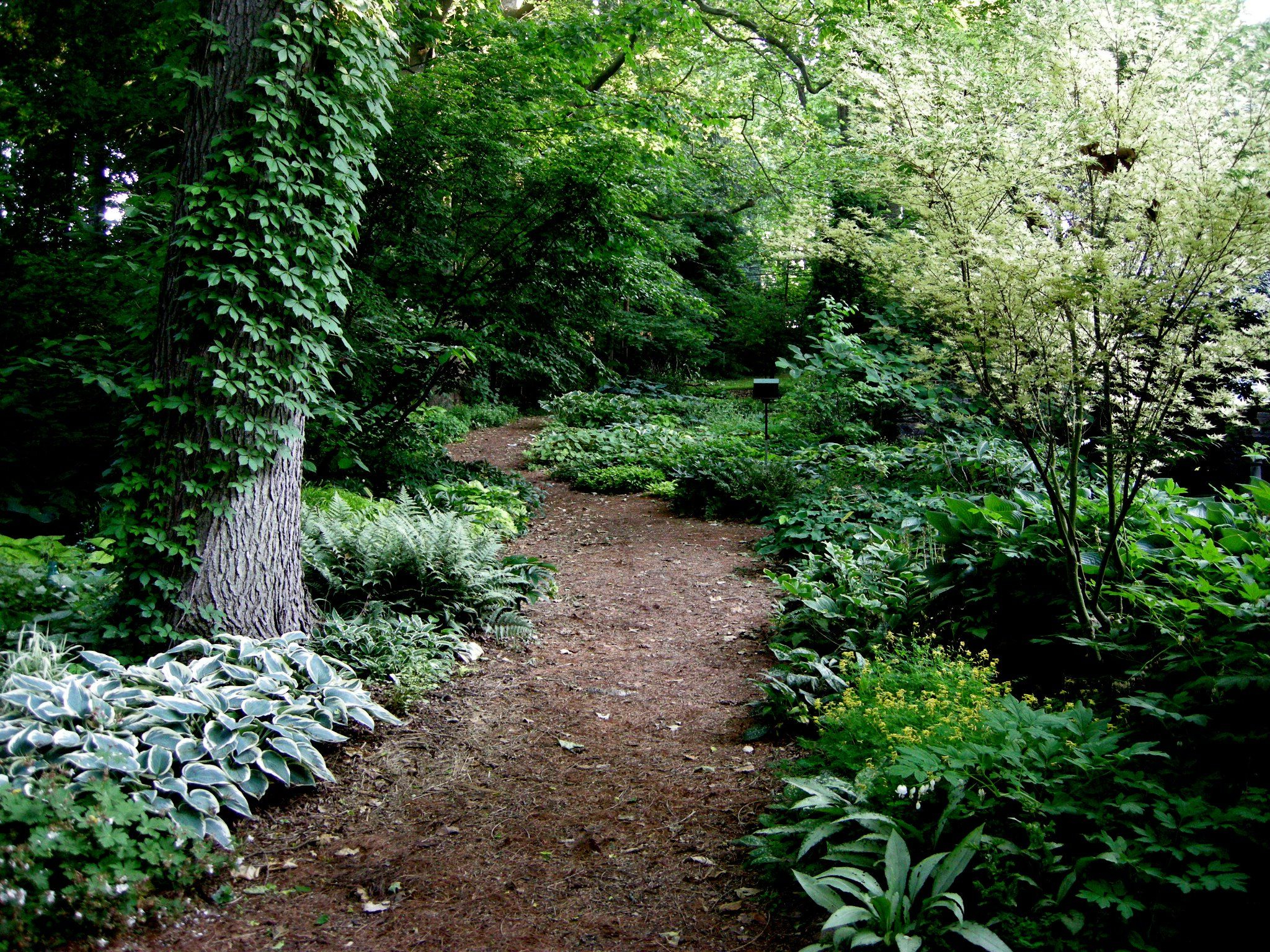 Path Design Mulch Flanked With Lush Plantings For
