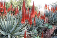 Picturesque Cactus Garden Ideas Amazing Gardens Garden