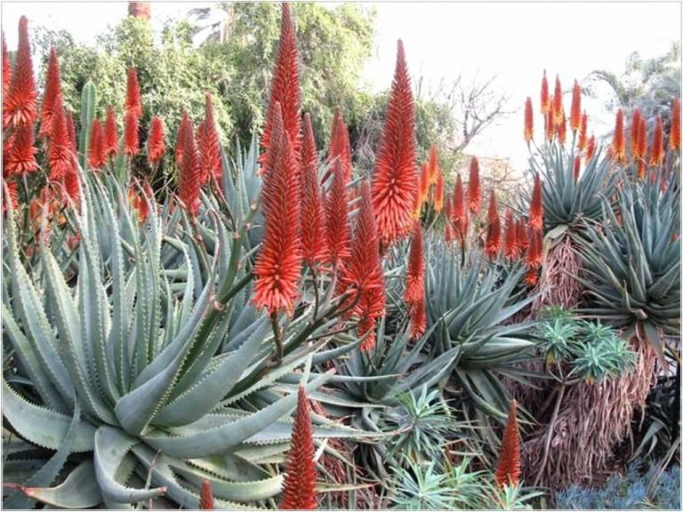 Picturesque Cactus Garden Ideas Amazing Gardens Garden