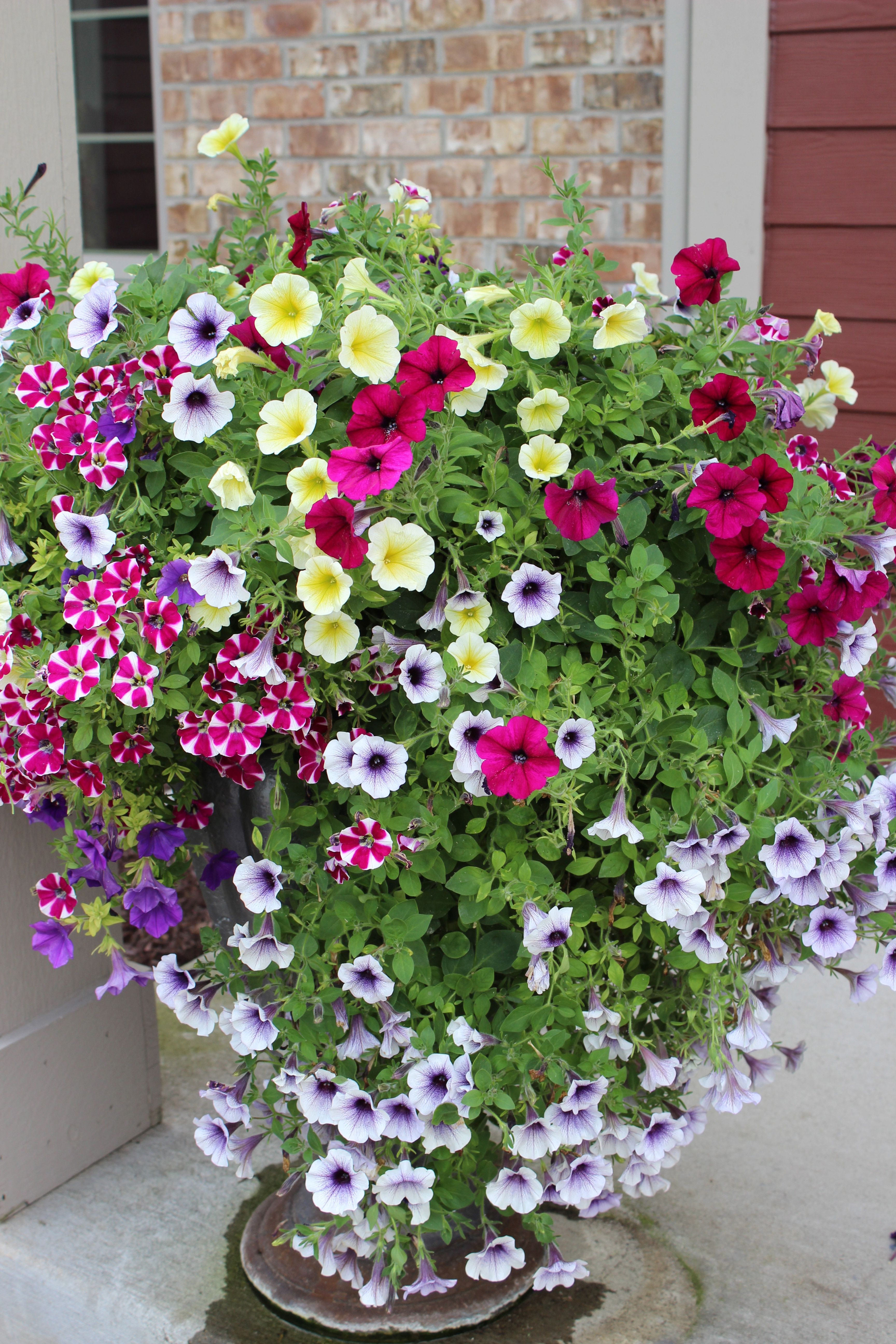 Pretty Planters 20 Of Them Container Flowers Flower