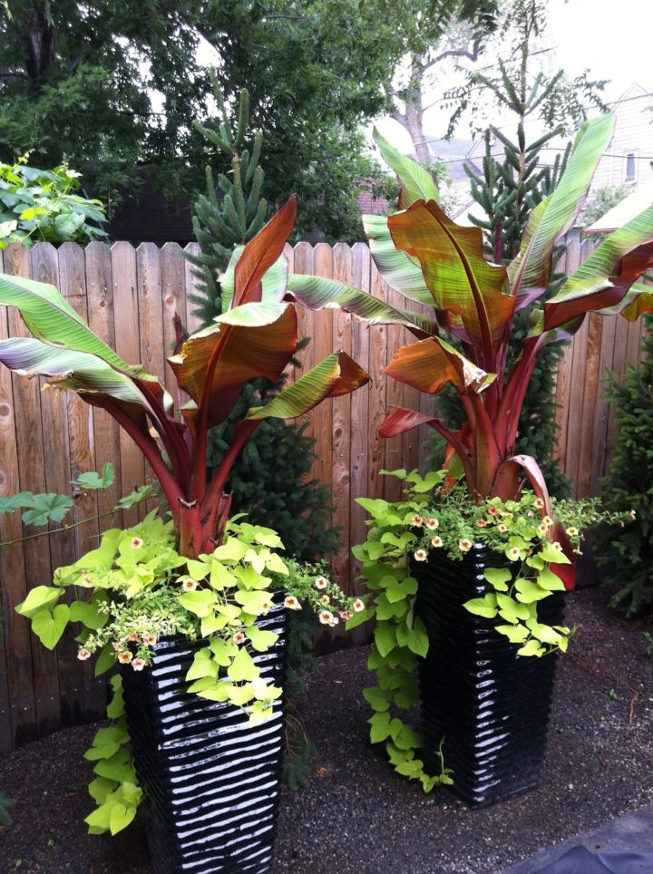 Small Front Yard Tropical Landscaping Ideas Small Front