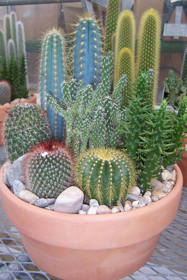 Succulent Pot Ideas Succulent Garden Ideas