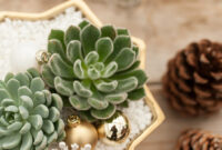 Succulents For The Season House Home Tips West Coast
