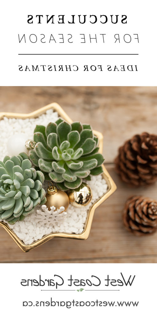 Succulents For The Season House Home Tips West Coast
