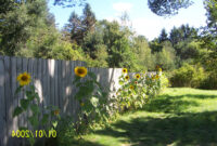 Sunflower Pics Flowers Growing Concrete Backyard