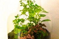 Terrarium With Ferns Polka Dot Plant And Ba Tears With