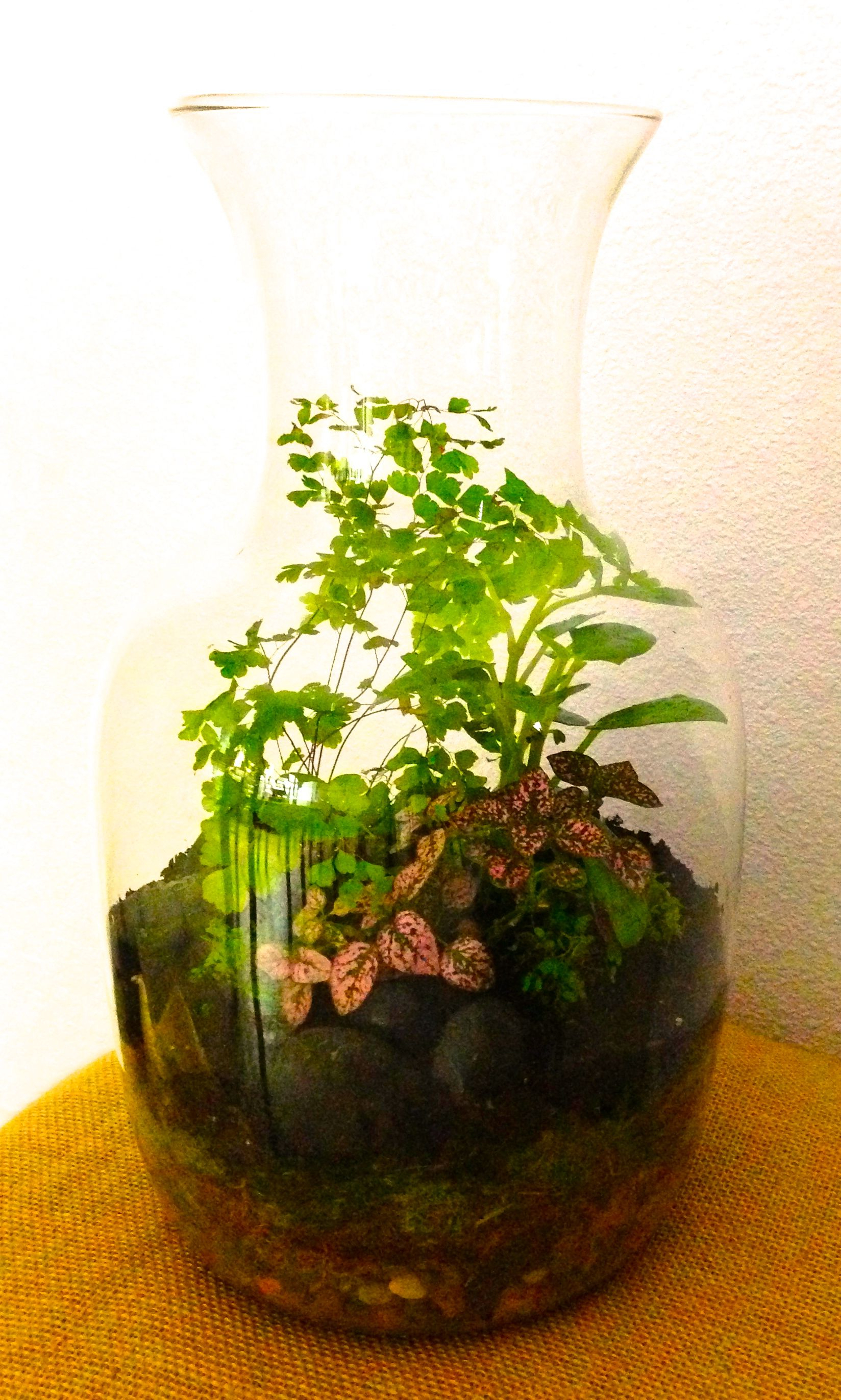 Terrarium With Ferns Polka Dot Plant And Ba Tears With