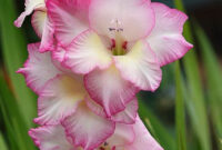 The August Birth Flower Is The Gladiolus This Flower