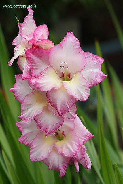 The August Birth Flower Is The Gladiolus This Flower