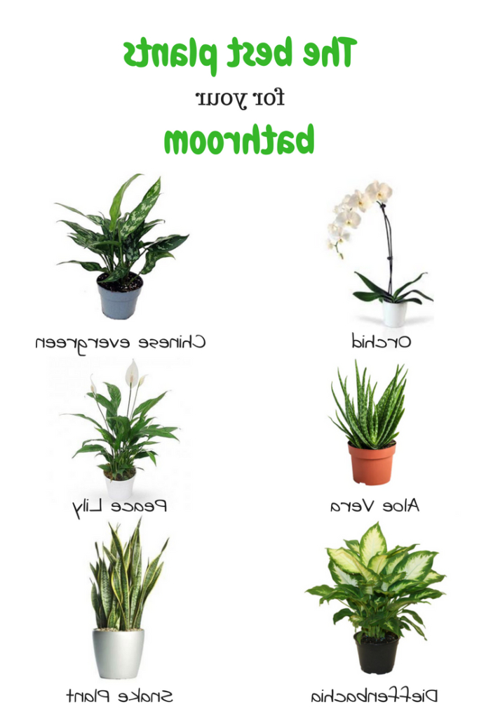 The Best Plants For Your Bathroom Plants Indoor Plants