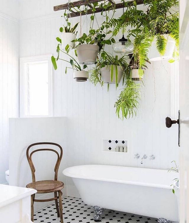 The Ultimate Guide To Indoor Hanging Plants My