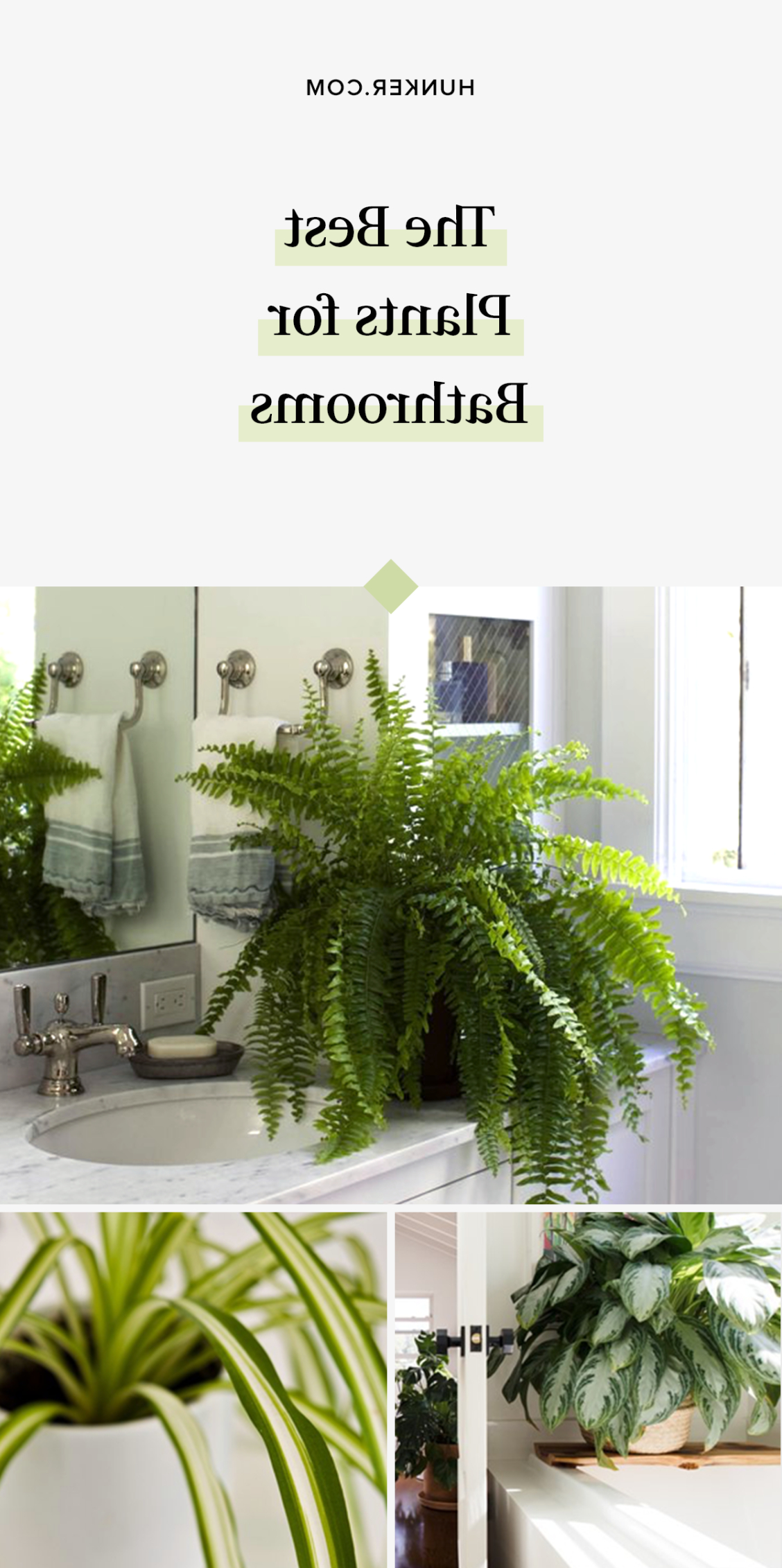 These 6 Plants Are Best For Bathrooms Plants Bathroom