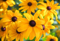 Top 25 Most Beautiful Yellow Flowers Herinterest