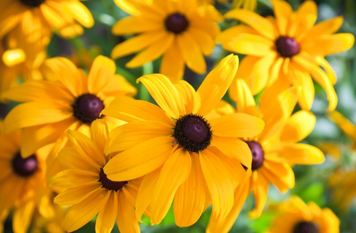 Top 25 Most Beautiful Yellow Flowers Herinterest
