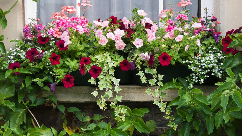 Top 7 Flowering Container Garden Plants For Sunny Spots
