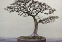 Trident Maple In Winter Bonsai Bonsai Tree Tree