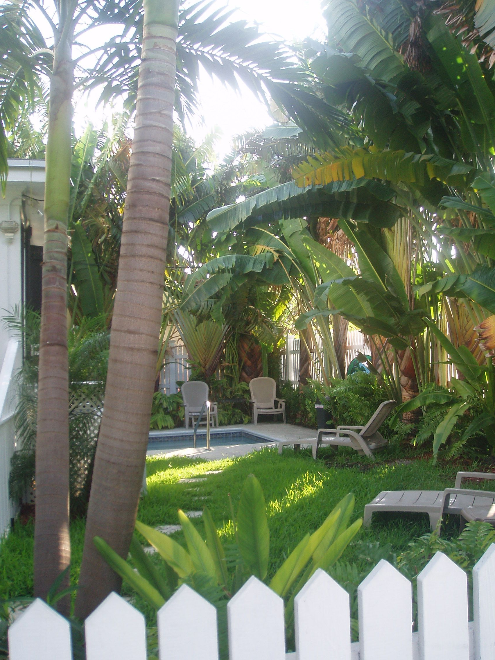 Tropical Garden Palm Trees Picket Fence Pool Tropical