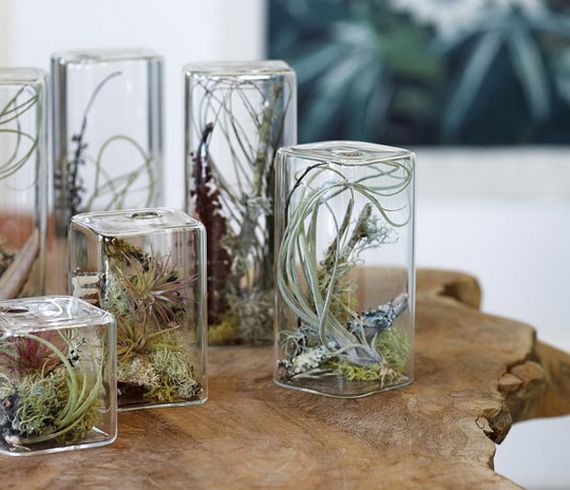Unusual Air Plants Home Decoration Inspiration Ideas And