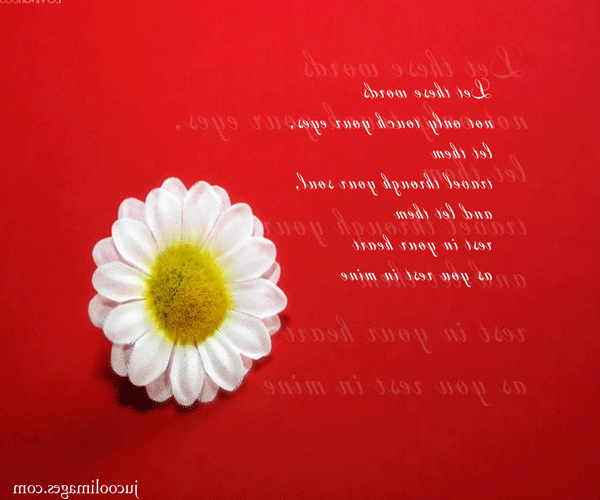 White Flower Quotes Quotesgram
